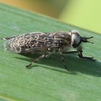 haematopota_pluvialis5bd (Haematopota pluvialis)