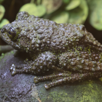 theloderma_corticale3md (Theloderma corticale)