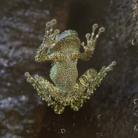 theloderma_corticale4md (Theloderma corticale)