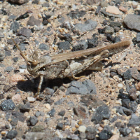acrotylus_patruelis6bd (Acrotylus patruelis)