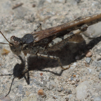 acrotylus_patruelis7bd (Acrotylus patruelis)