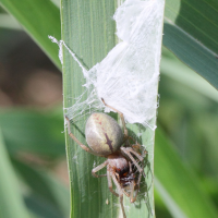 cheiracanthium_punctorum3md (Cheiracanthium punctorium)