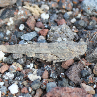 Sphingonotus rubescens (Oedipode rougeâtre)