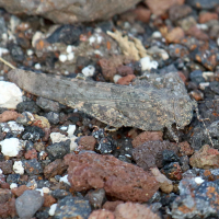 sphingonotus_rubescens2bd (Sphingonotus rubescens)