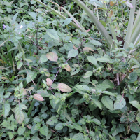 Phaulopsis imbricata (Phaulopsis)