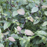 phaulopsis_imbricata2md (Phaulopsis imbricata)