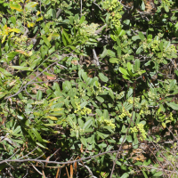 Abrahamia sp. (Abrahamia)