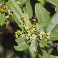 abrahamia_sp2bd (Abrahamia sp.)