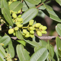 abrahamia_sp3bd (Abrahamia sp.)