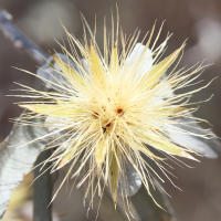 dicoma_incana4md (Dicoma incana)