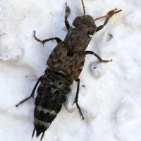 ontholestes_murinus2md (Ontholestes murinus)