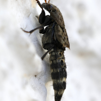 ontholestes_murinus3md (Ontholestes murinus)