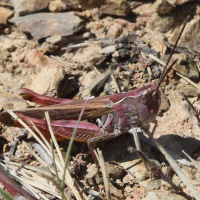 gomphocerippus_brunneus3bd (Gomphocerippus brunneus)