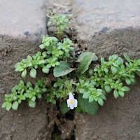 Mazus pumilus (Mazus nain)