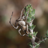 oxyopes_mediterraneus2bd (Oxyopes mediterraneus)