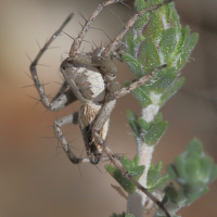 oxyopes_mediterraneus3bd (Oxyopes mediterraneus)