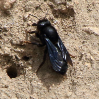 megachile_parietina1bd (Megachile parietina)