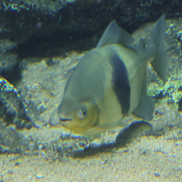 Myloplus schomburgkii (Pacu disque)