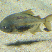 myloplus_schomburgkii2md (Myloplus schomburgkii)