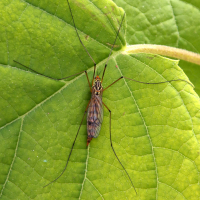 Nephrotoma scalaris (Néphrotome, Cousin)