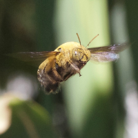 Xylocopa pubescens (Xylocope)