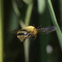 xylocopa_pubescens2md (Xylocopa pubescens)