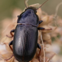 Zabrus tenebrioides (Zabre des céréales)