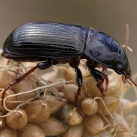 zabrus_tenebrioides2md (Zabrus tenebrioides)