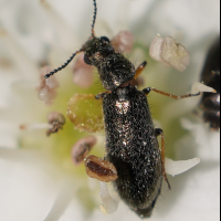 Dasytes plumbeus (Dasyte)