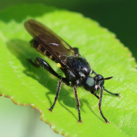 lamyra_marginata1bd (Lamyra marginata)