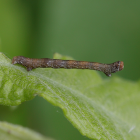 biston_betularia_ch1md (Biston betularia)