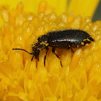 Dasytidae gonocerus (Dasyte)