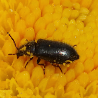 dasytes_gonocerus2md (Dasytidae gonocerus)