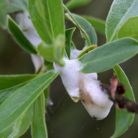 aphrophora_salicina_crachat_de_coucou (Aphrophora salicina)