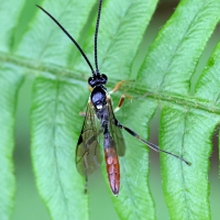 Crypteffigies lanius (Ichneumon)