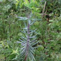 Euphorbia lathyris (Euphorbe épurge)