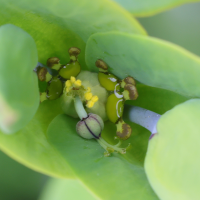 euphorbia_lathyris3md (Euphorbia lathyris)