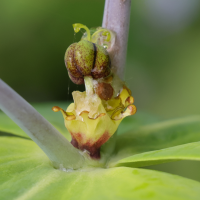 euphorbia_lathyris9md (Euphorbia lathyris)