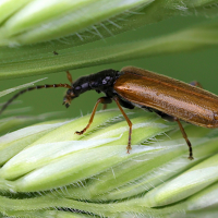 Rhagonycha lignosa (Téléphore mobile)