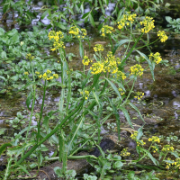 rorippa_amphibia1cmd (Rorippa amphibia)