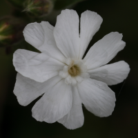 silene_latifolia7md (Silene latifolia)