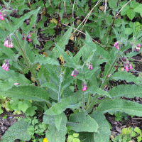 symphytum_officinale5md (Symphytum officinale)