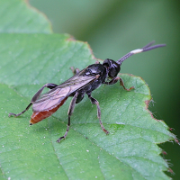 Cratichneumon coruscator (Ichneumon)