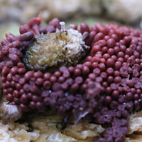 Arcyria sp. (Mycomycète, Argyria)