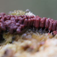 arcyria_sp2md (Arcyria sp.)