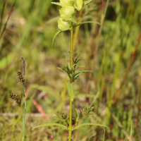 rhinanthus_angustifolius4md (Rhinanthus angustifolius)