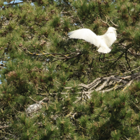 spatule_blanche_juv_-_platalea_leucorodia3md (Platalea leucorodia)