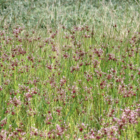 allium_vineale5md (Allium vineale)