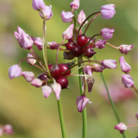 allium_vineale6md (Allium vineale)