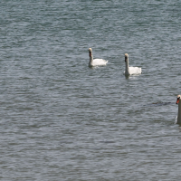 cygne_tubercule_-_cygnus_olor22md (Cygnus olor)
